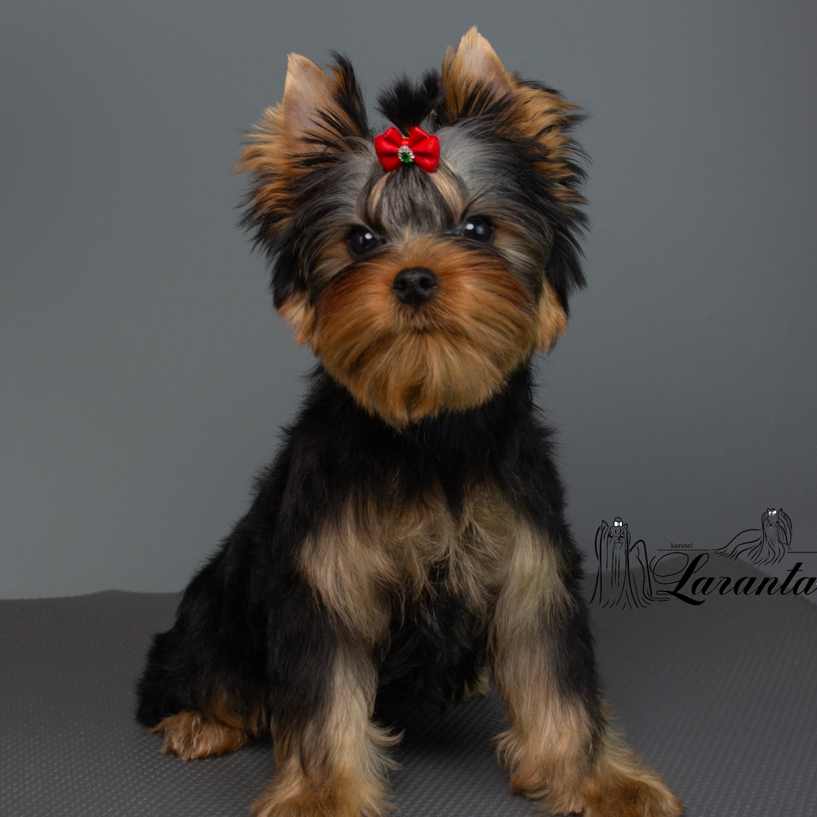 Laranta LARANTA CHARLESTON &mdash; Labaza DogPedigree YorkshireTerrier