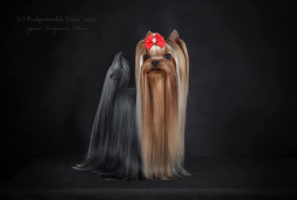  SELENA DRIM VANKUVER &mdash; Labaza DogPedigree YorkshireTerrier