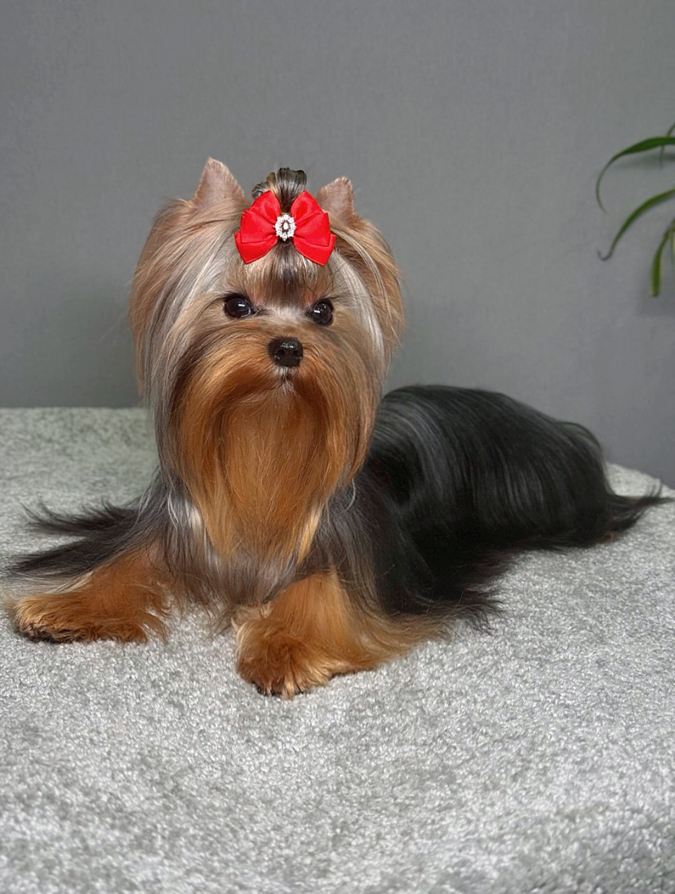 STREET FLASH STREET FLASH CYKLAMEN &mdash; Labaza DogPedigree YorkshireTerrier