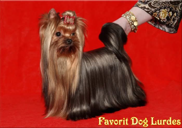 FAVORIT DOG LURDES