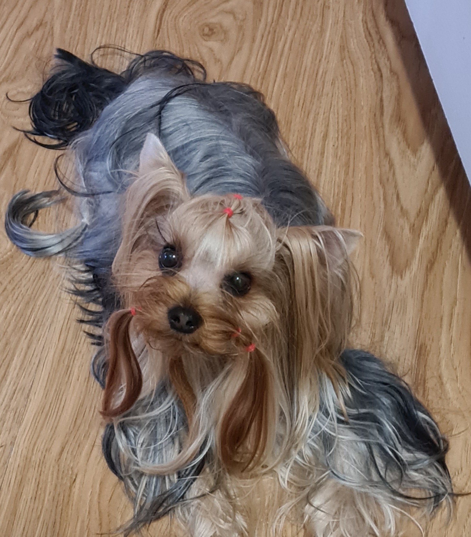 MiLaris love MILARIS CHERRI KISS &mdash; Labaza DogPedigree YorkshireTerrier