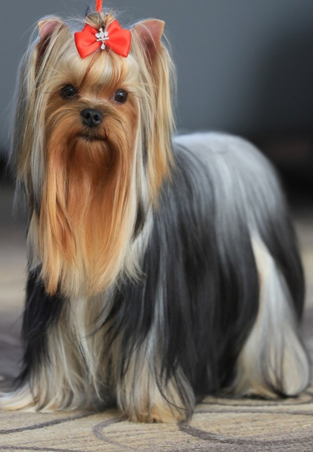 MiLaris love MILARIS LOVE BOMBA &mdash; Labaza DogPedigree YorkshireTerrier