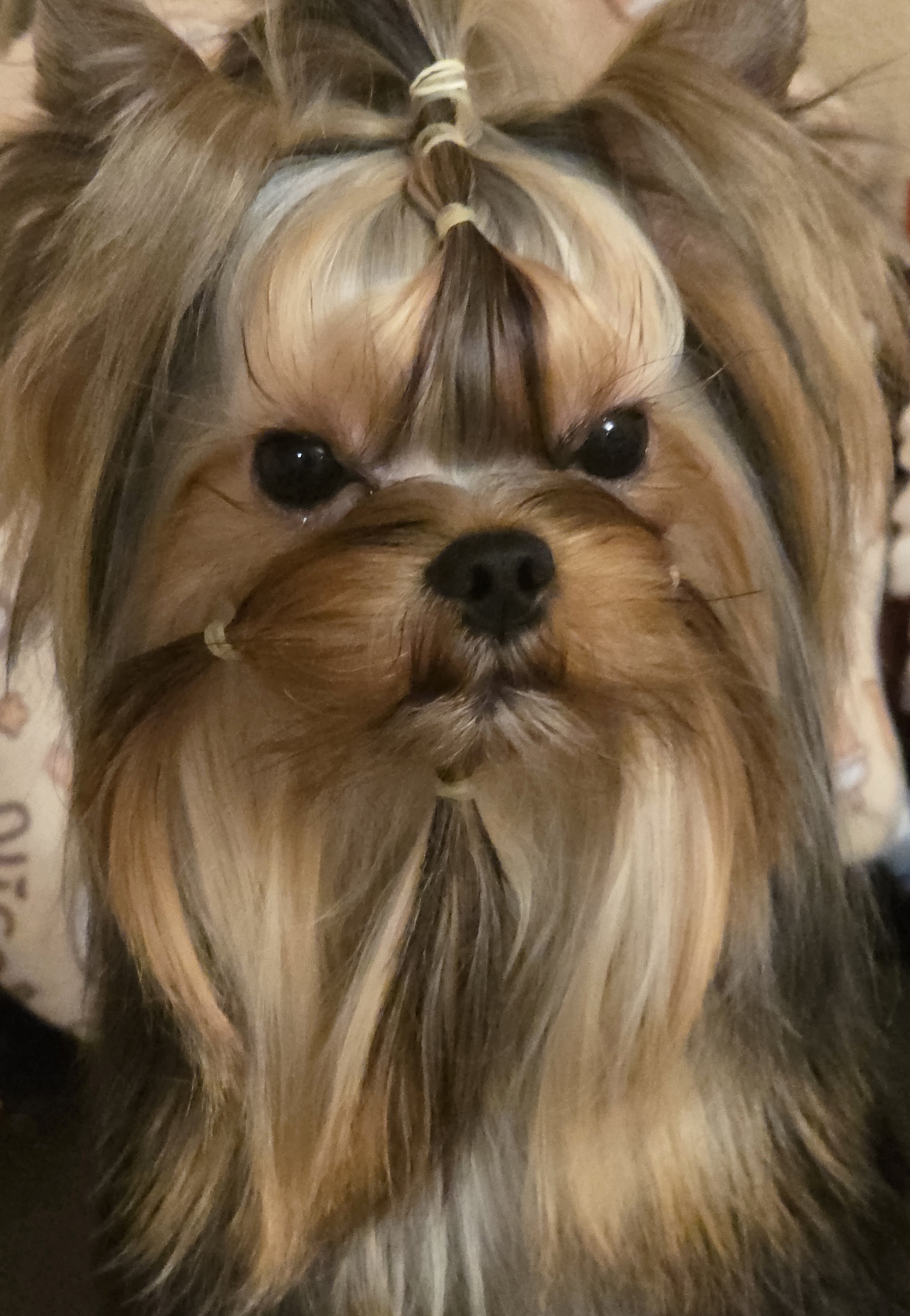 Primavera Incanta PRIMAVERA INCANTA BURGUNDY ICE &mdash; Labaza DogPedigree YorkshireTerrier