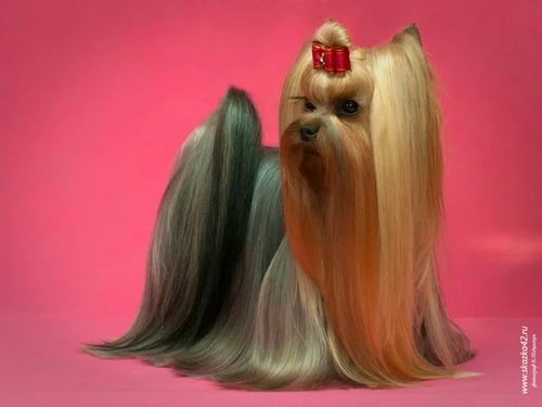  MINI SHOP LA TOUR'EIFFEL &mdash; Labaza DogPedigree YorkshireTerrier