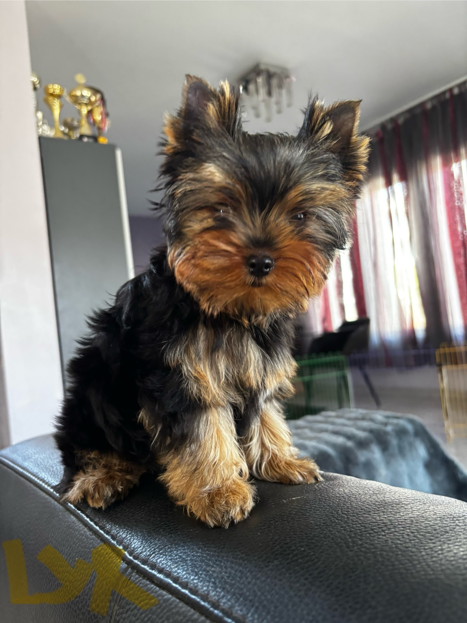 Pearl of Afrodite LUX EDITION PEARL OF AFRODITE &mdash; Labaza DogPedigree YorkshireTerrier