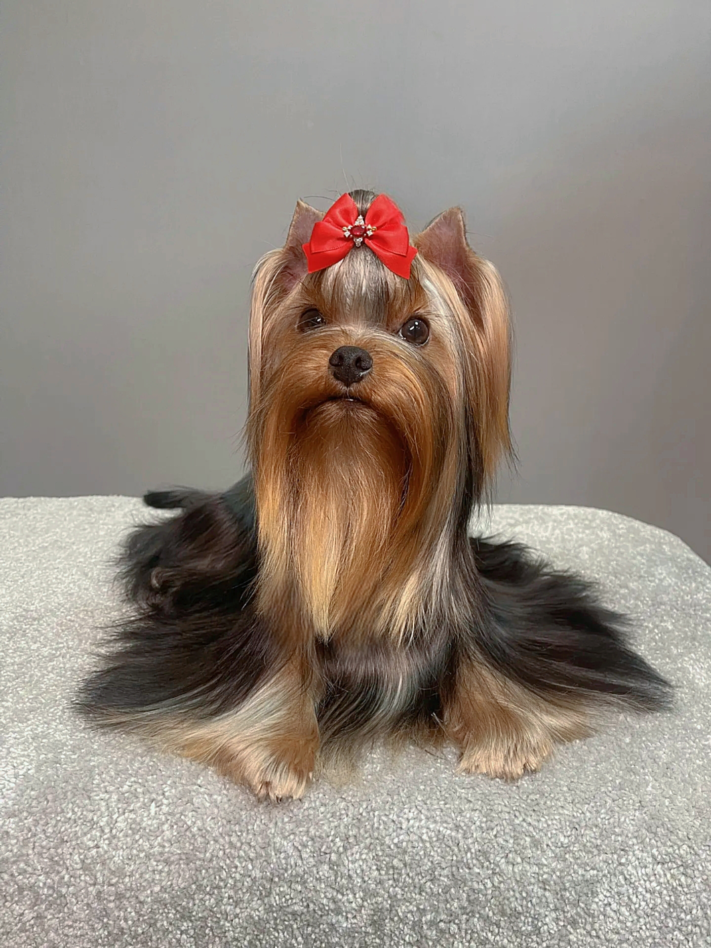 STREET FLASH STREET FLASH PRINCE OF WALES &mdash; Labaza DogPedigree YorkshireTerrier