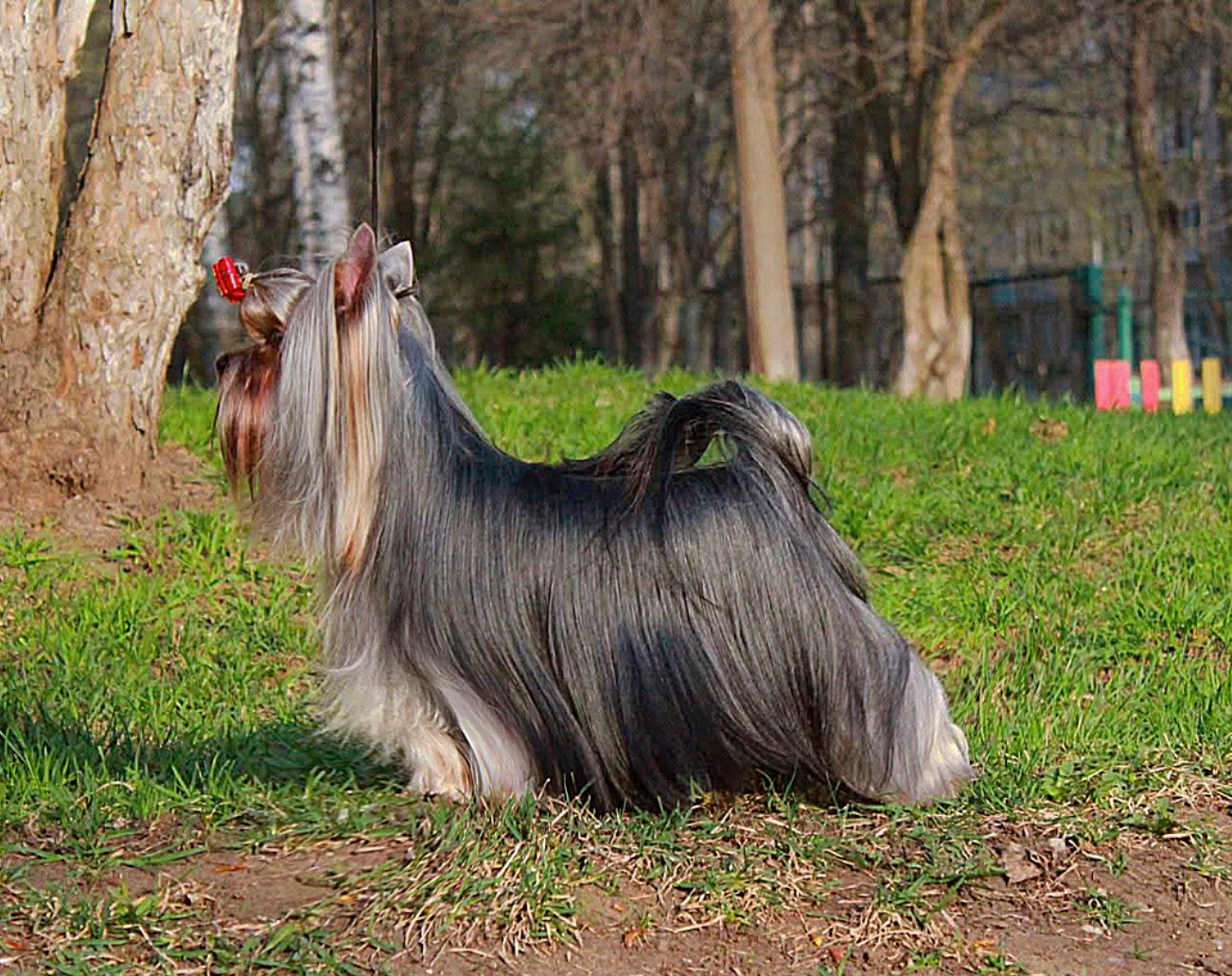  MULEN RUZH &mdash; Labaza DogPedigree YorkshireTerrier