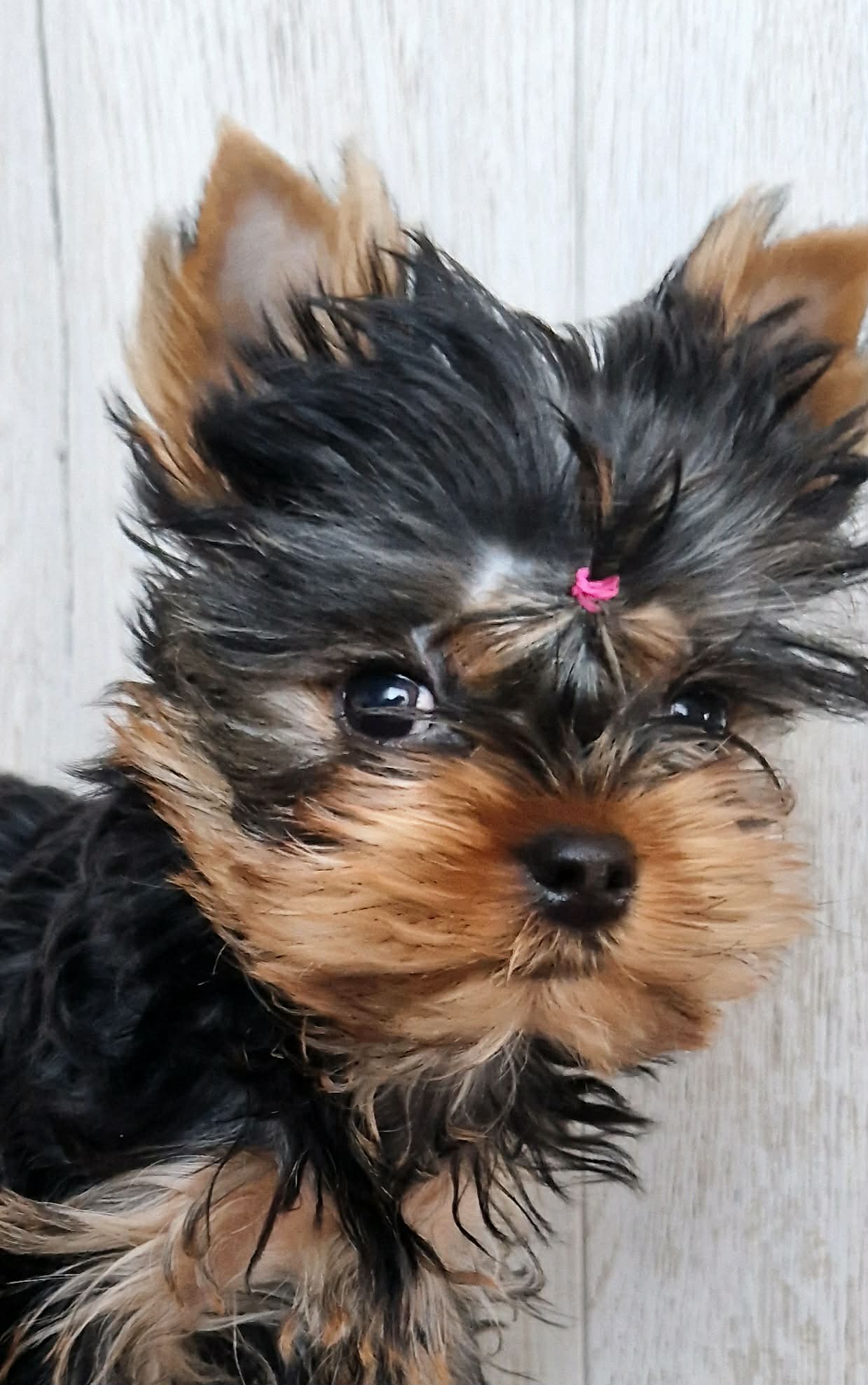 Silver flame SILVER FLAME FLASH FOR ME &mdash; Labaza DogPedigree YorkshireTerrier