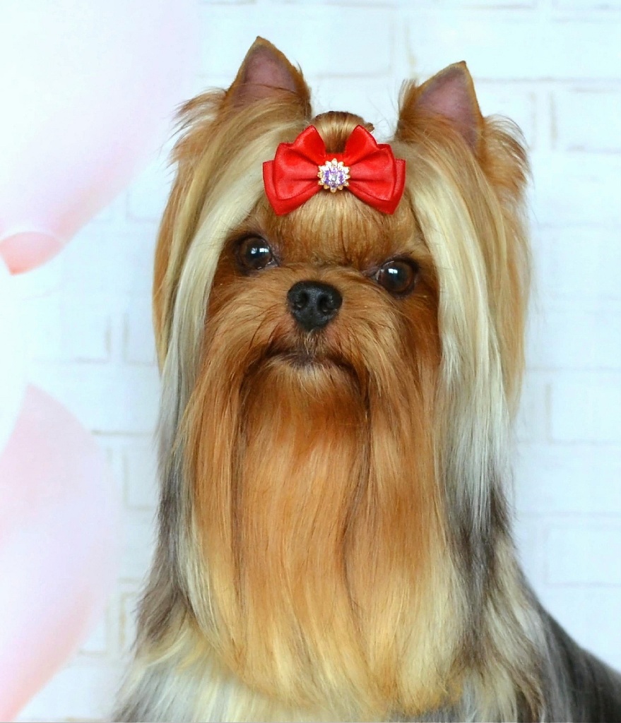 SHARM KING IN &mdash; Labaza DogPedigree YorkshireTerrier