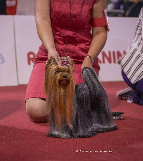  GLAMOUR GALAXY YOU ARE MY DREAM &mdash; Labaza DogPedigree YorkshireTerrier