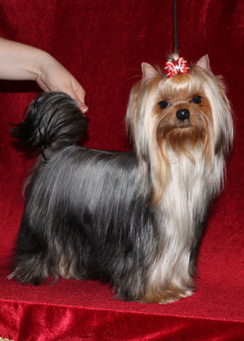 Stjumers STJUMER'S PANI MONIKA &mdash; Labaza DogPedigree YorkshireTerrier