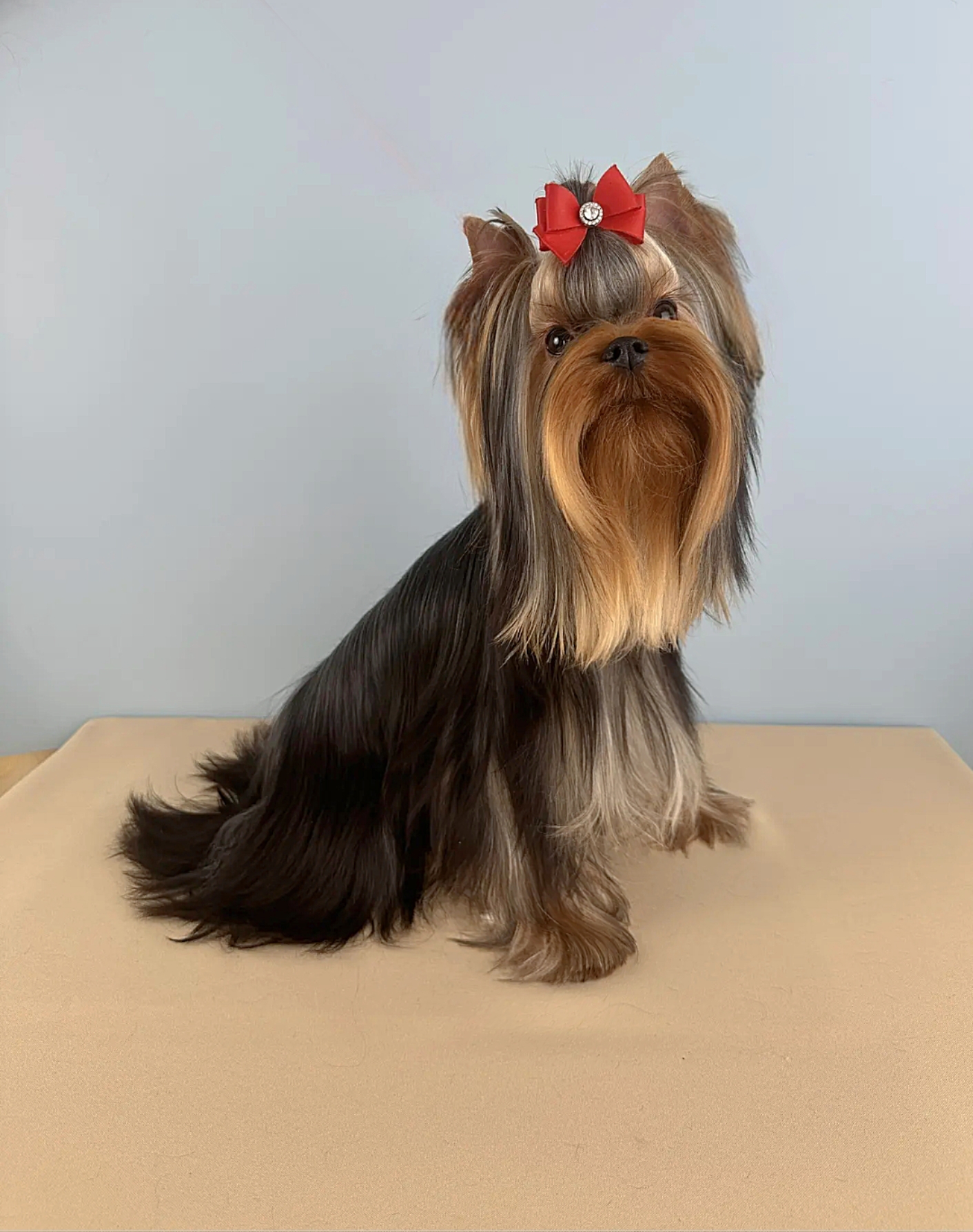 PALES OF TE VINDS ADRENALINE RUSH &mdash; Labaza DogPedigree YorkshireTerrier
