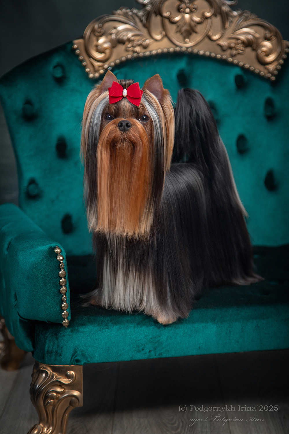 Laranta LARANTA ON LINE &mdash; Labaza DogPedigree YorkshireTerrier