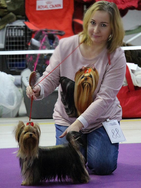 Royal Boutique ROYAL BOUTIQUE PER AMORE &mdash; Labaza DogPedigree YorkshireTerrier