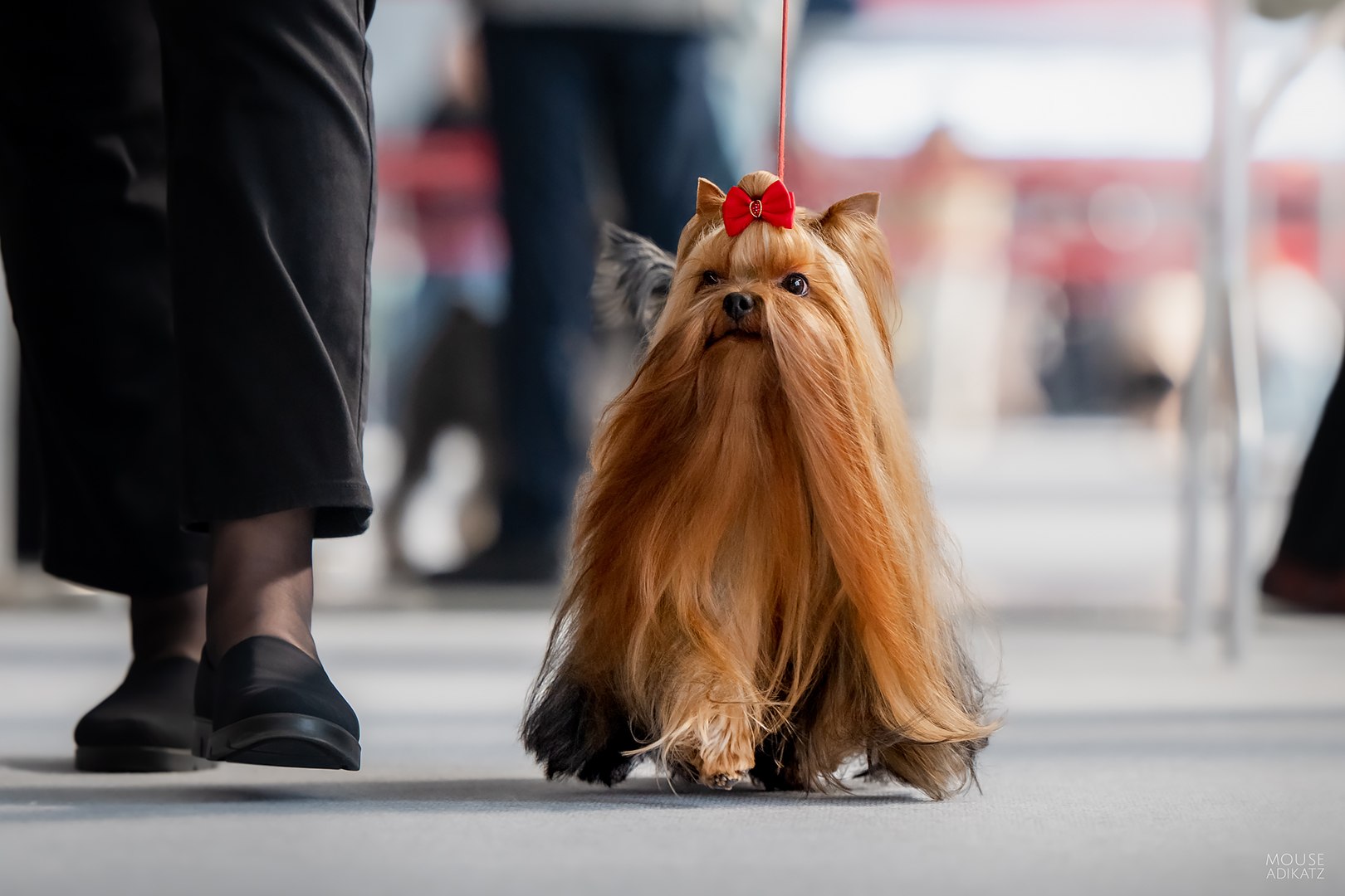 FASHION PARTY FASHION PARTY BI 2 &mdash; Labaza DogPedigree YorkshireTerrier