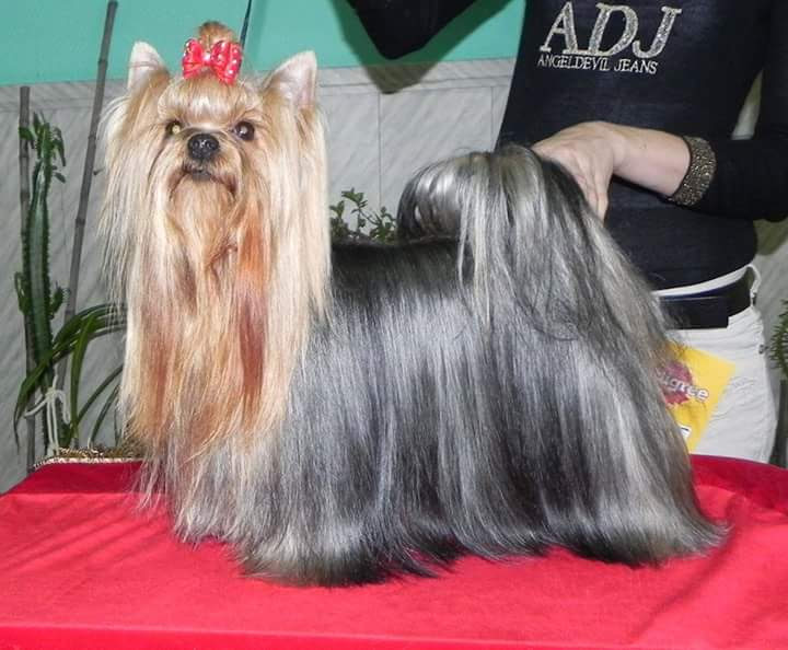 STEEL LINE STEEL LINE KASSIOPEYA SARIOLA &mdash; Labaza DogPedigree YorkshireTerrier