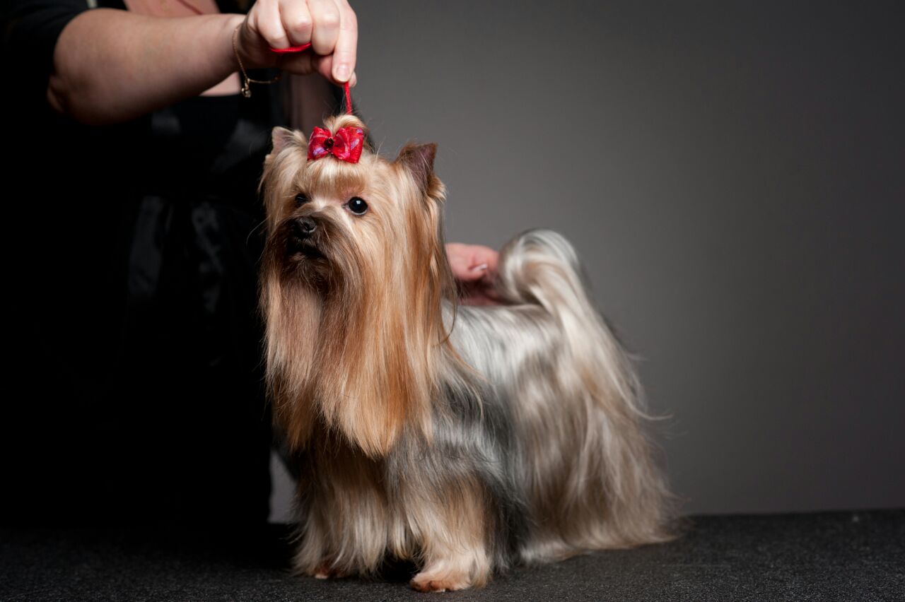 Bakarat SANTIAGO BAKARAT &mdash; Labaza DogPedigree YorkshireTerrier