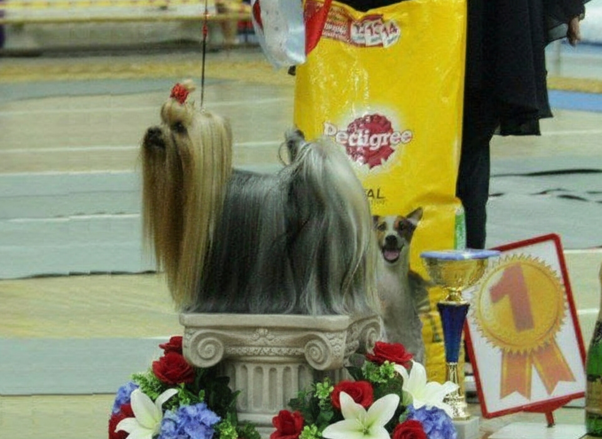SARIOLO REVDA AMULETTE PARA SWERTE &mdash; Labaza DogPedigree YorkshireTerrier
