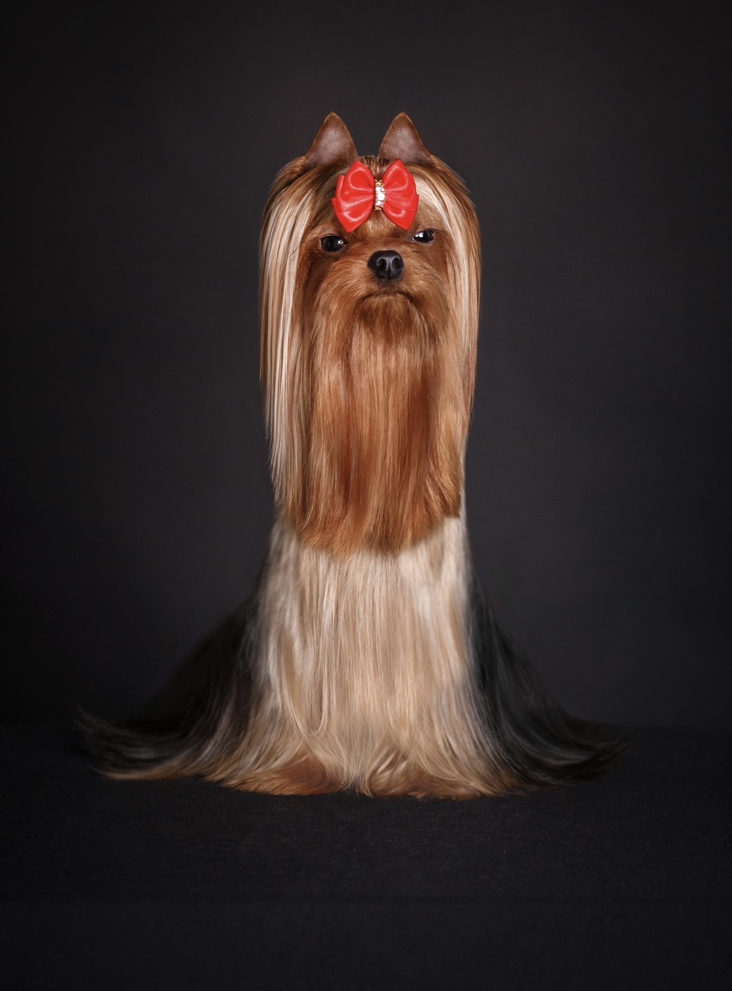 Mini Versoli MINI VERSOLI YANDEX &mdash; Labaza DogPedigree YorkshireTerrier