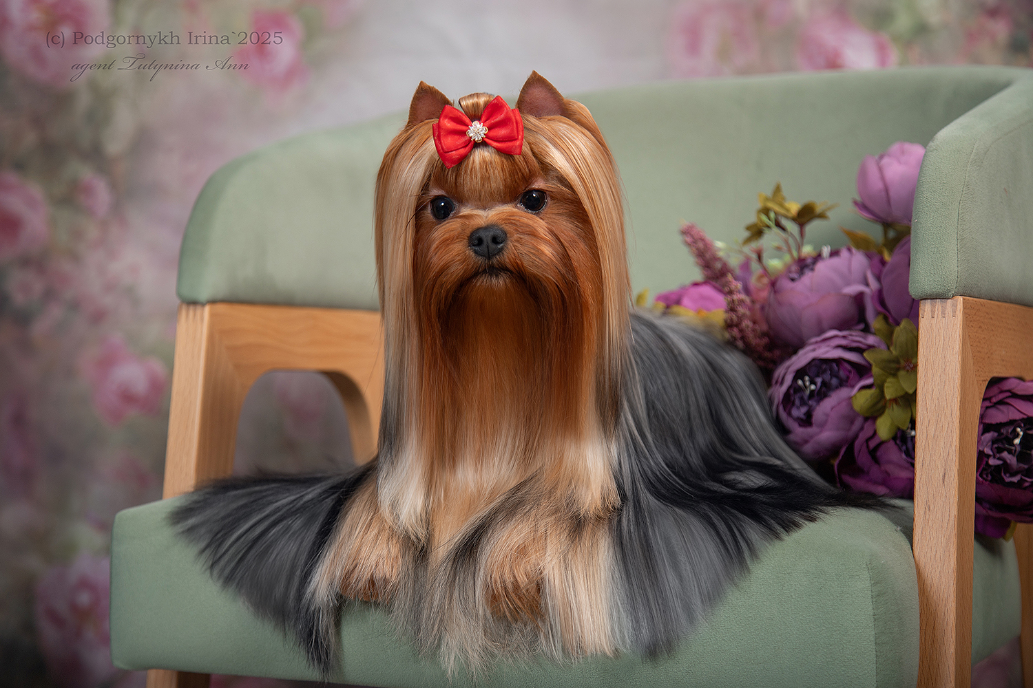 DE LUX MARYI ROX KARMELITA &mdash; Labaza DogPedigree YorkshireTerrier