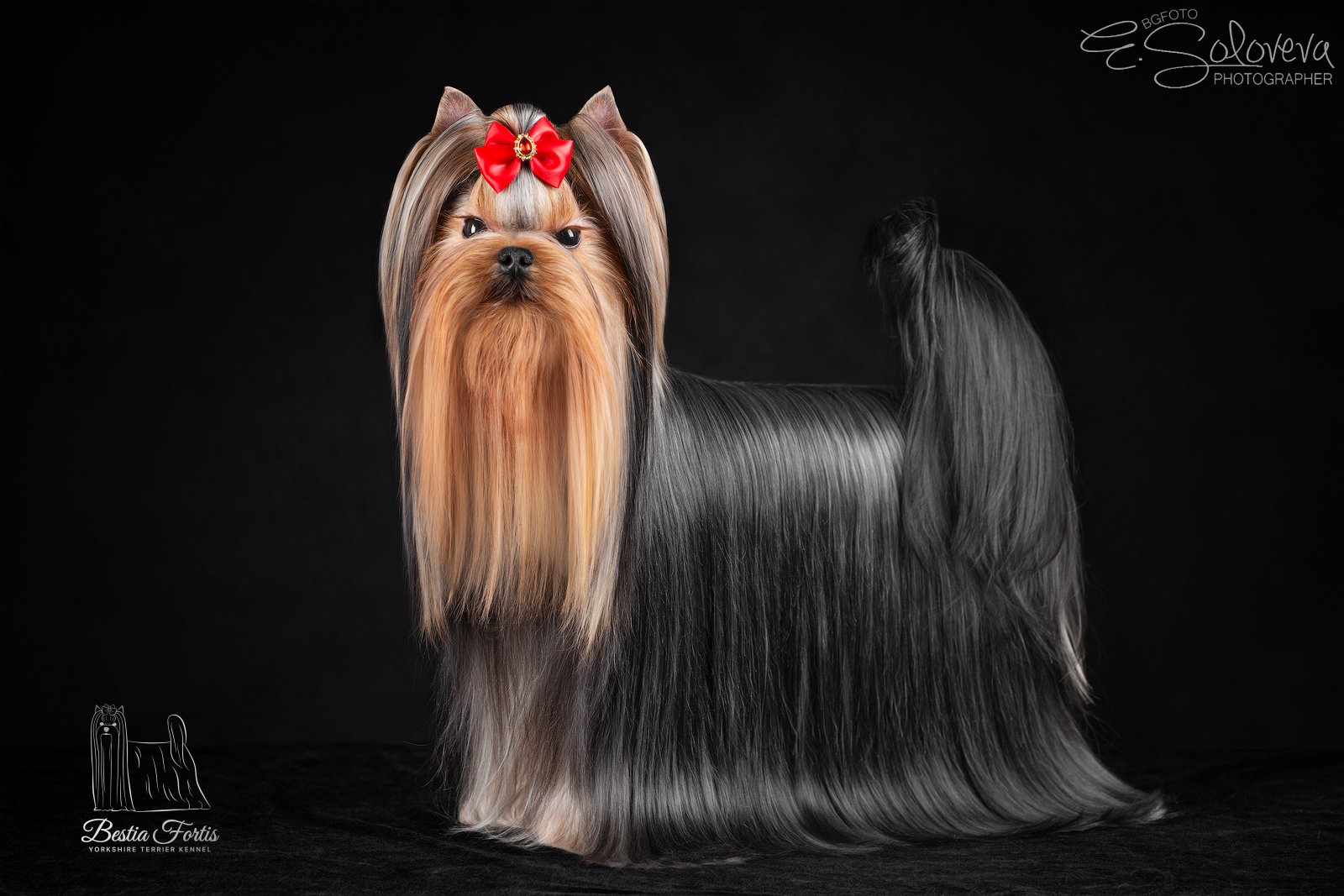 BOGGEMIA PRIME BOGGEMIYA PRAYM INTRIGA &mdash; Labaza DogPedigree YorkshireTerrier