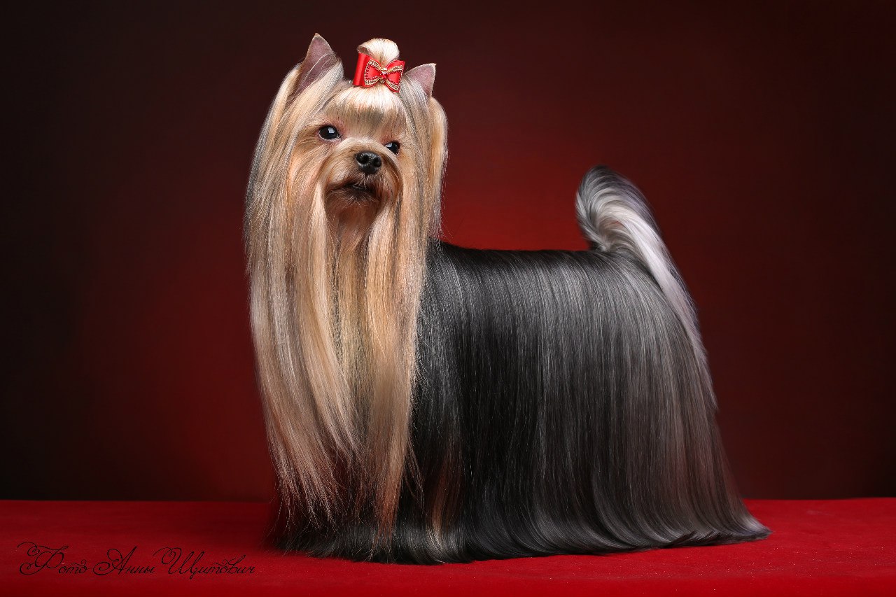  ADIDAS BOHEMIA PLATINA &mdash; Labaza DogPedigree YorkshireTerrier