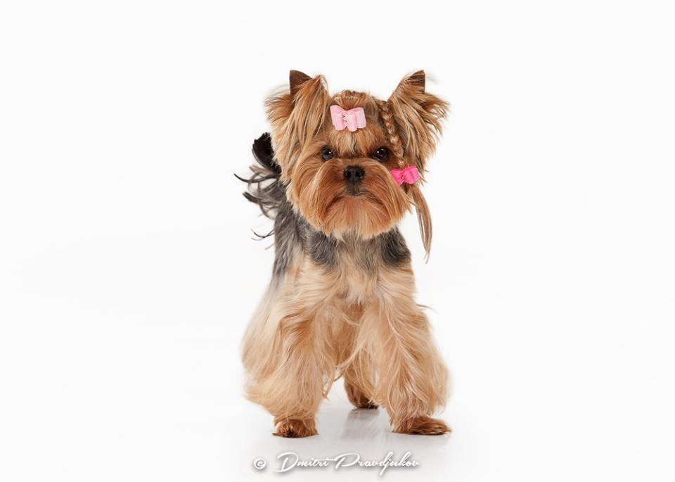 Silver flame SILVER FLAME ROLEX WONDER OF LOVE &mdash; Labaza DogPedigree YorkshireTerrier