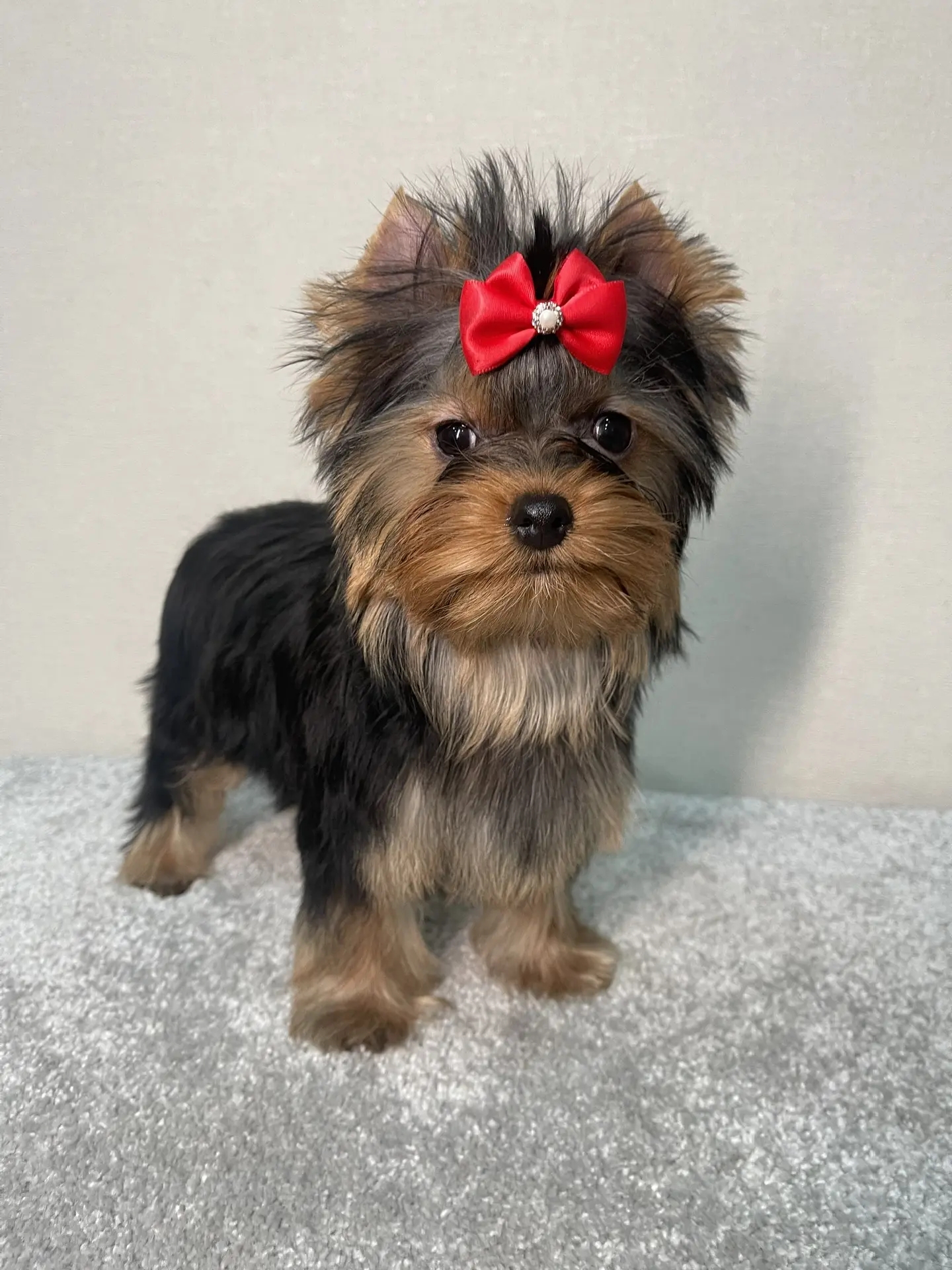 STREET FLASH STREET FLASH EXCELLENT IDEA &mdash; Labaza DogPedigree YorkshireTerrier