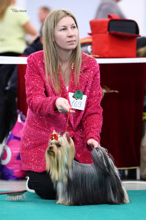 As'Torria Life AS'TORRIA LIFE CHIESA DOLCE VITA &mdash; Labaza DogPedigree YorkshireTerrier