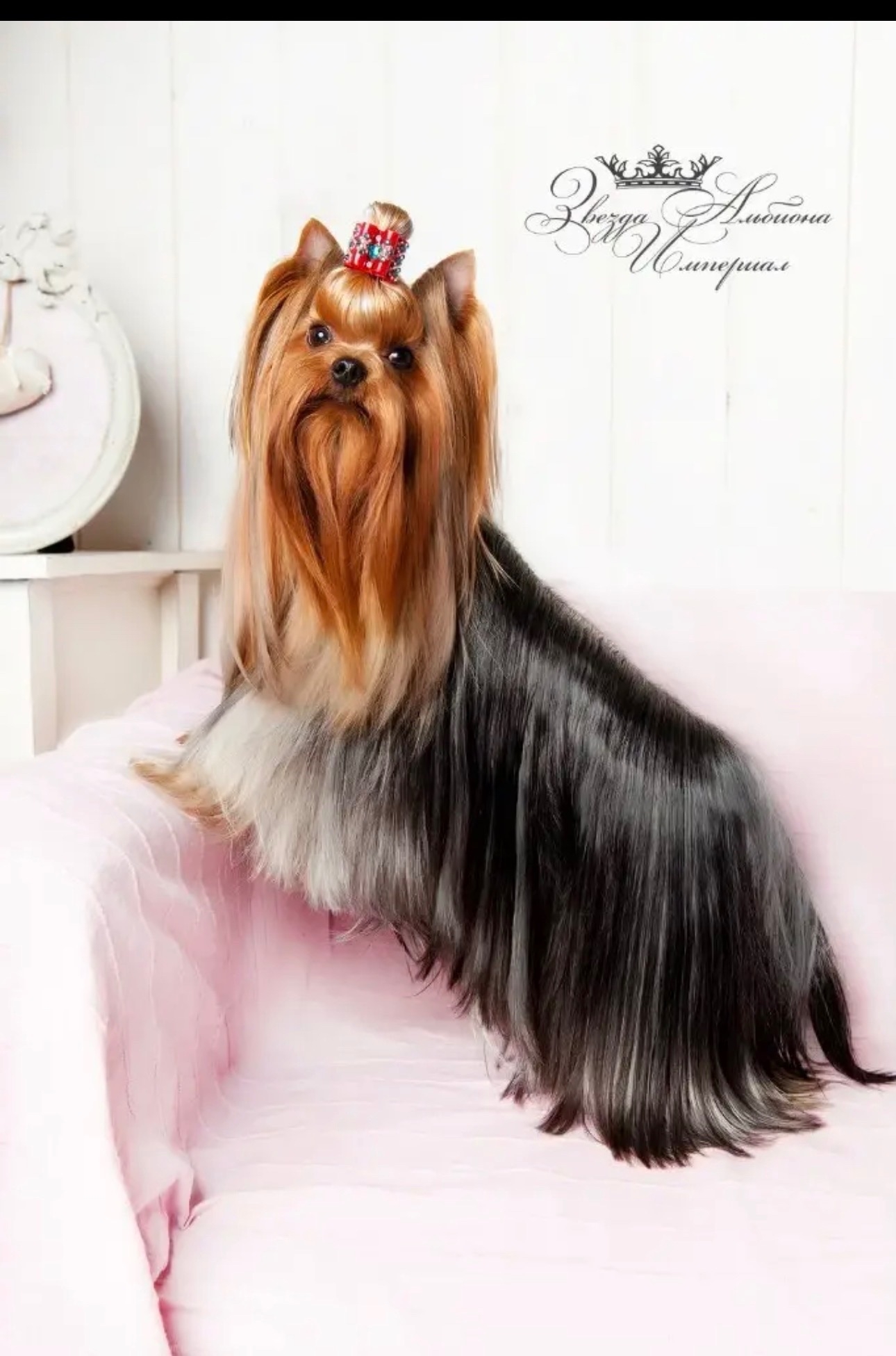 Zvezda Albiona ZVEZDA ALBIONA IMPERIAL &mdash; Labaza DogPedigree YorkshireTerrier