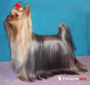 Stjumers STJUMER'S OLIVIA ROSE &mdash; Labaza DogPedigree YorkshireTerrier