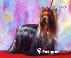 Stjumers STJUMER'S ARIN SIMONI &mdash; Labaza DogPedigree YorkshireTerrier
