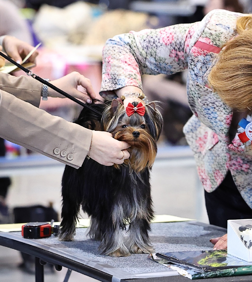 Wellary WELLARY PERFECT JOY &mdash; Labaza DogPedigree YorkshireTerrier