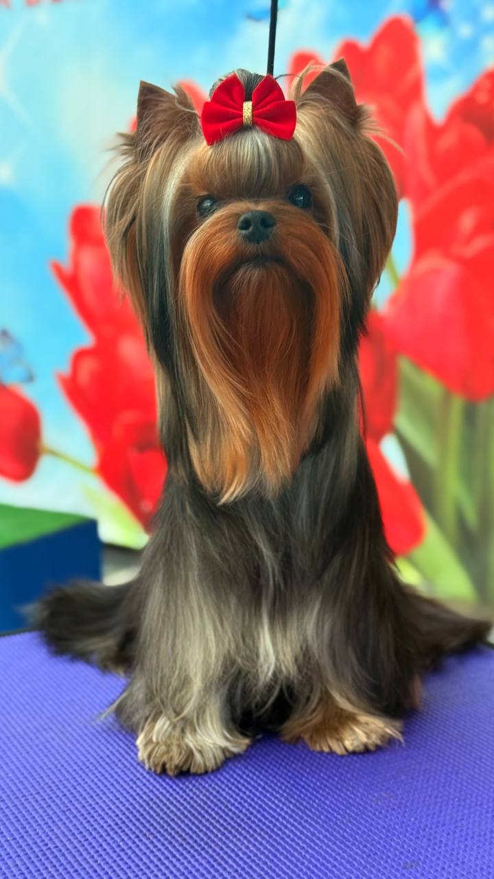 Emma`s Caprice SUPER CHOISE EMMA'S CAPRICE &mdash; Labaza DogPedigree YorkshireTerrier