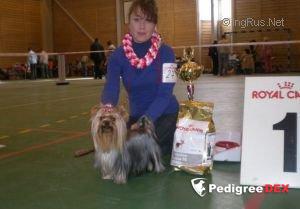 ELM DENDI COURVOISIER