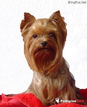  STARMANIA DE LA PAM'POMMERAIE &mdash; Labaza DogPedigree YorkshireTerrier