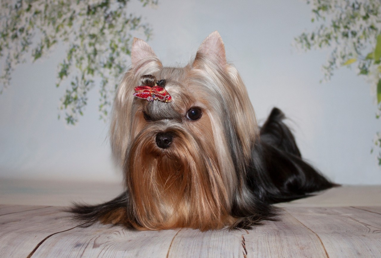Stjumers STJUMERS ULTRA BLUE-III &mdash; Labaza DogPedigree YorkshireTerrier