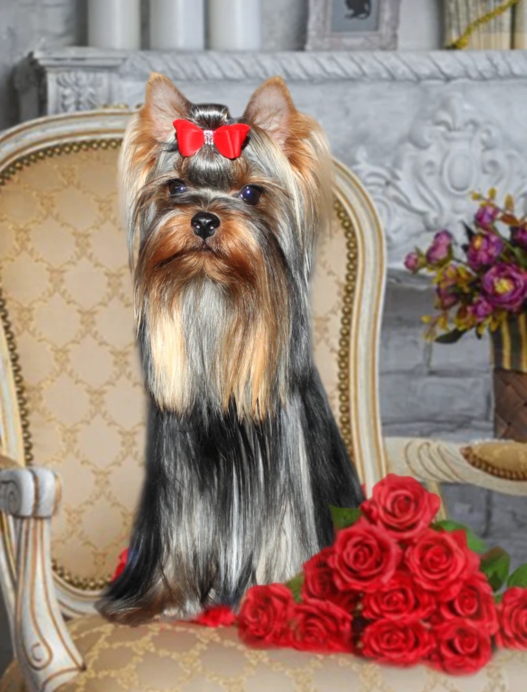 Stjumers STJUMERS CALIFORNIA &mdash; Labaza DogPedigree YorkshireTerrier