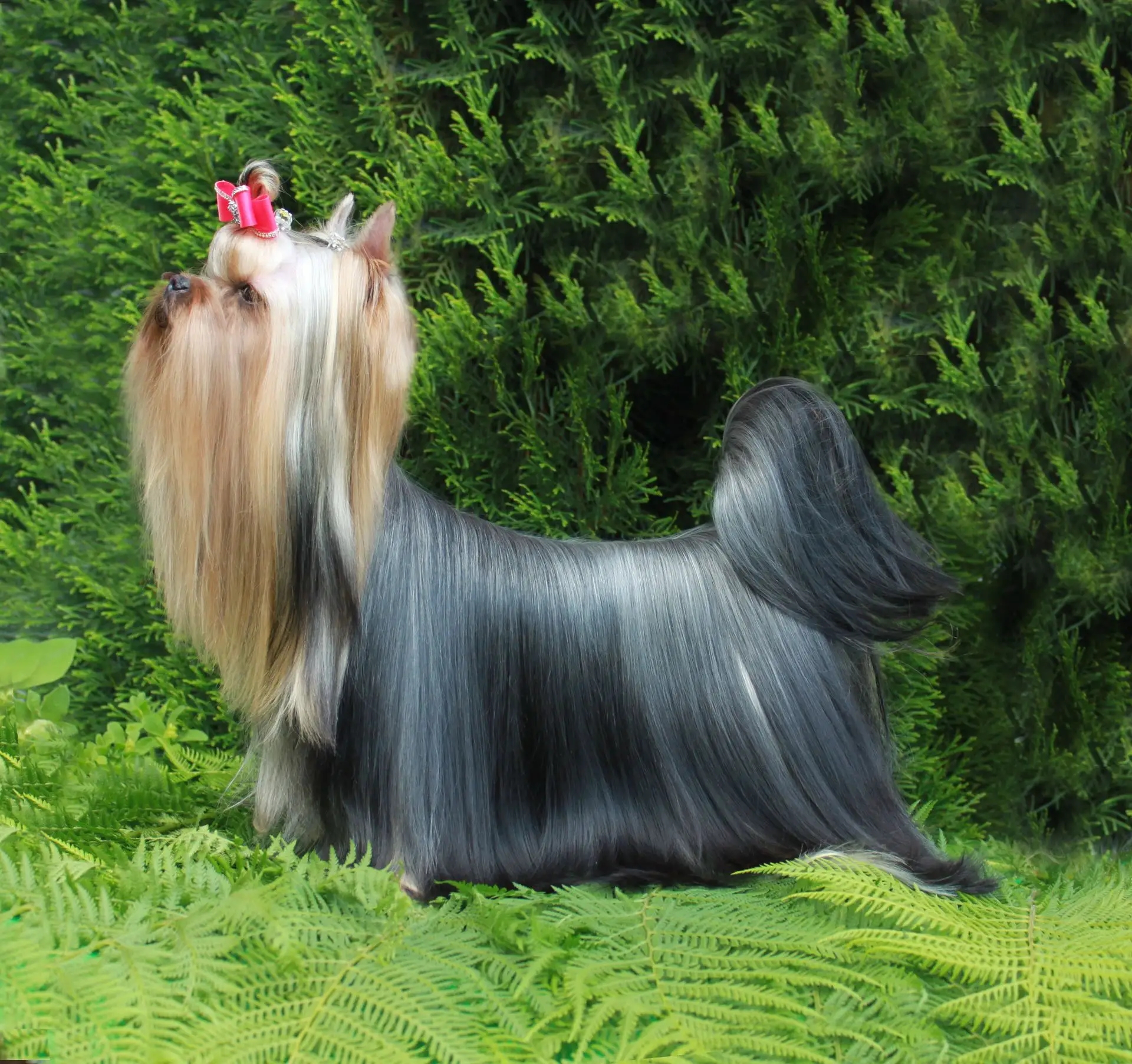 Stjumers STJUMERS STANDUP SHOU &mdash; Labaza DogPedigree YorkshireTerrier