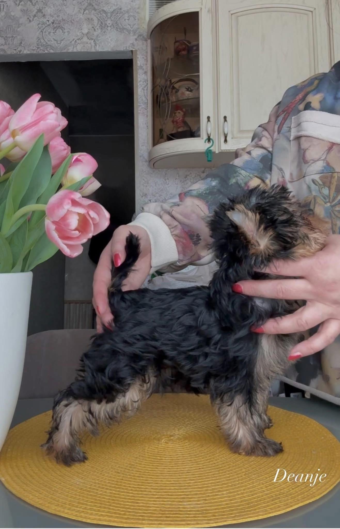 DEANJE DEANJE ENDORPHIN BABY &mdash; Labaza DogPedigree YorkshireTerrier