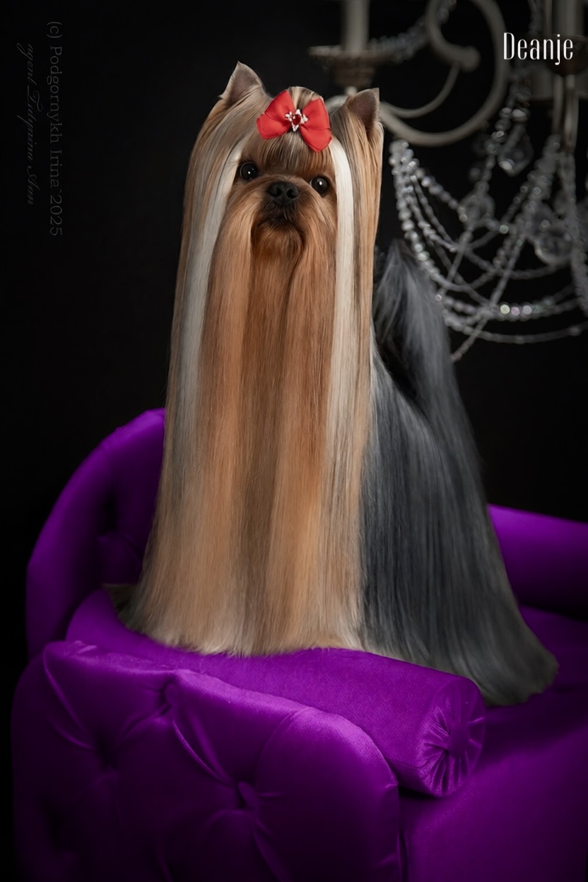 DEANJE DEANJE SHOW MUST GO ON &mdash; Labaza DogPedigree YorkshireTerrier