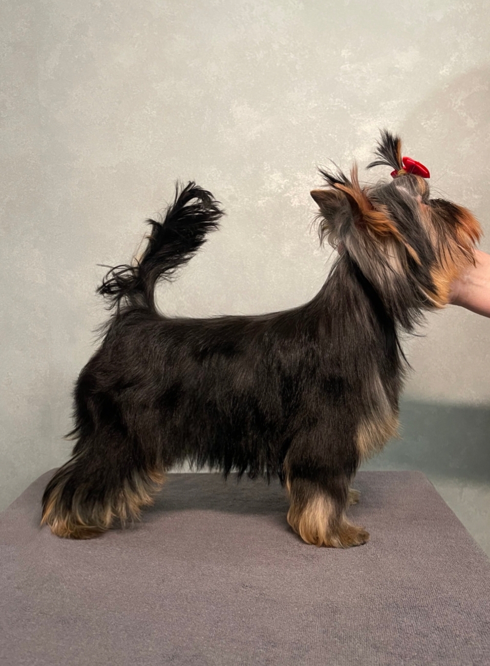 STREET FLASH STREET FLASH EFFECT &mdash; Labaza DogPedigree YorkshireTerrier