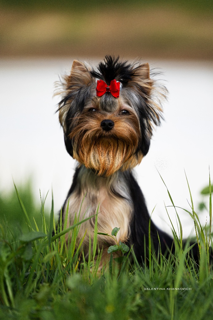 Manris Le Bri MANRIS LE BRI NOEL IMPERIAL IMAGE &mdash; Labaza DogPedigree YorkshireTerrier