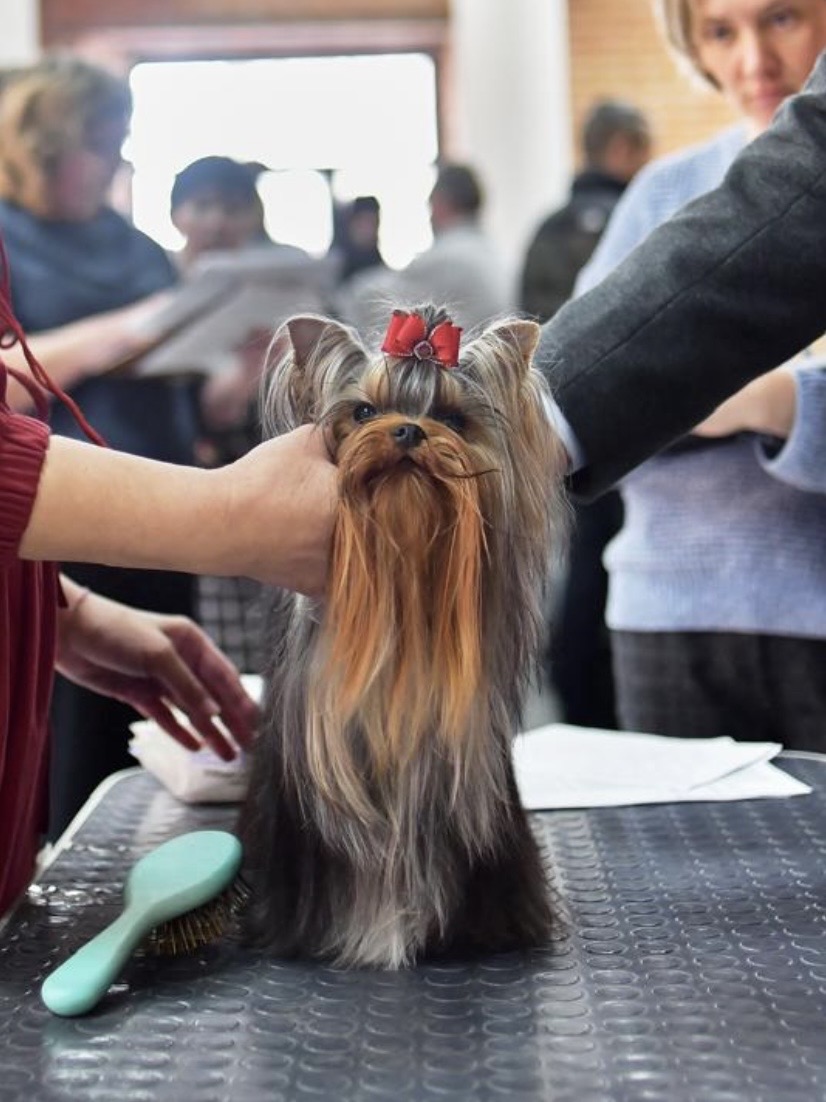 L’Yana De Vista L’YANA DE VISTA YUHANNA &mdash; Labaza DogPedigree YorkshireTerrier