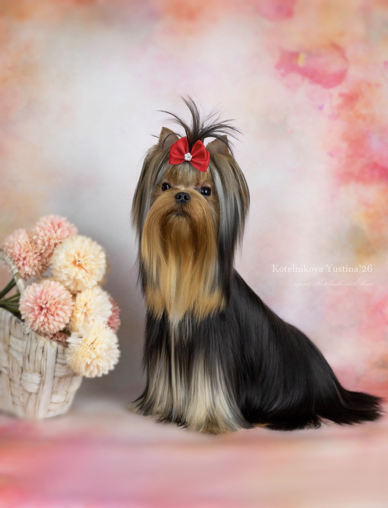 Wellary WELLARY LADY IMPRESSIA &mdash; Labaza DogPedigree YorkshireTerrier