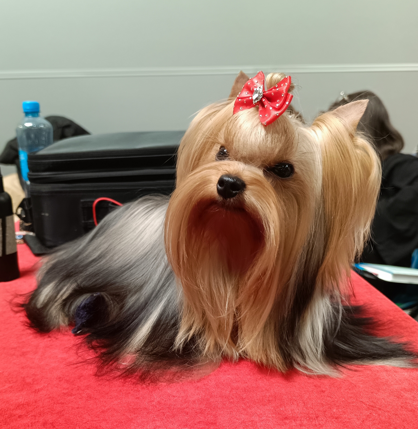 DOMINICA BELIEVE IN MAGIC &mdash; Labaza DogPedigree YorkshireTerrier