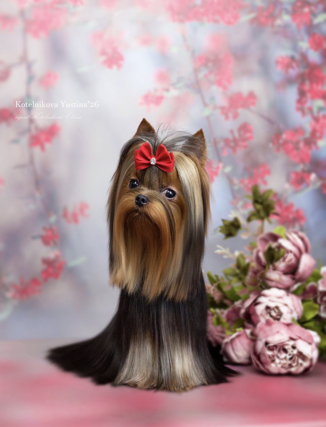 Primavera Incanta PRIMAVERA INCANTA GOLDEN BON &mdash; Labaza DogPedigree YorkshireTerrier