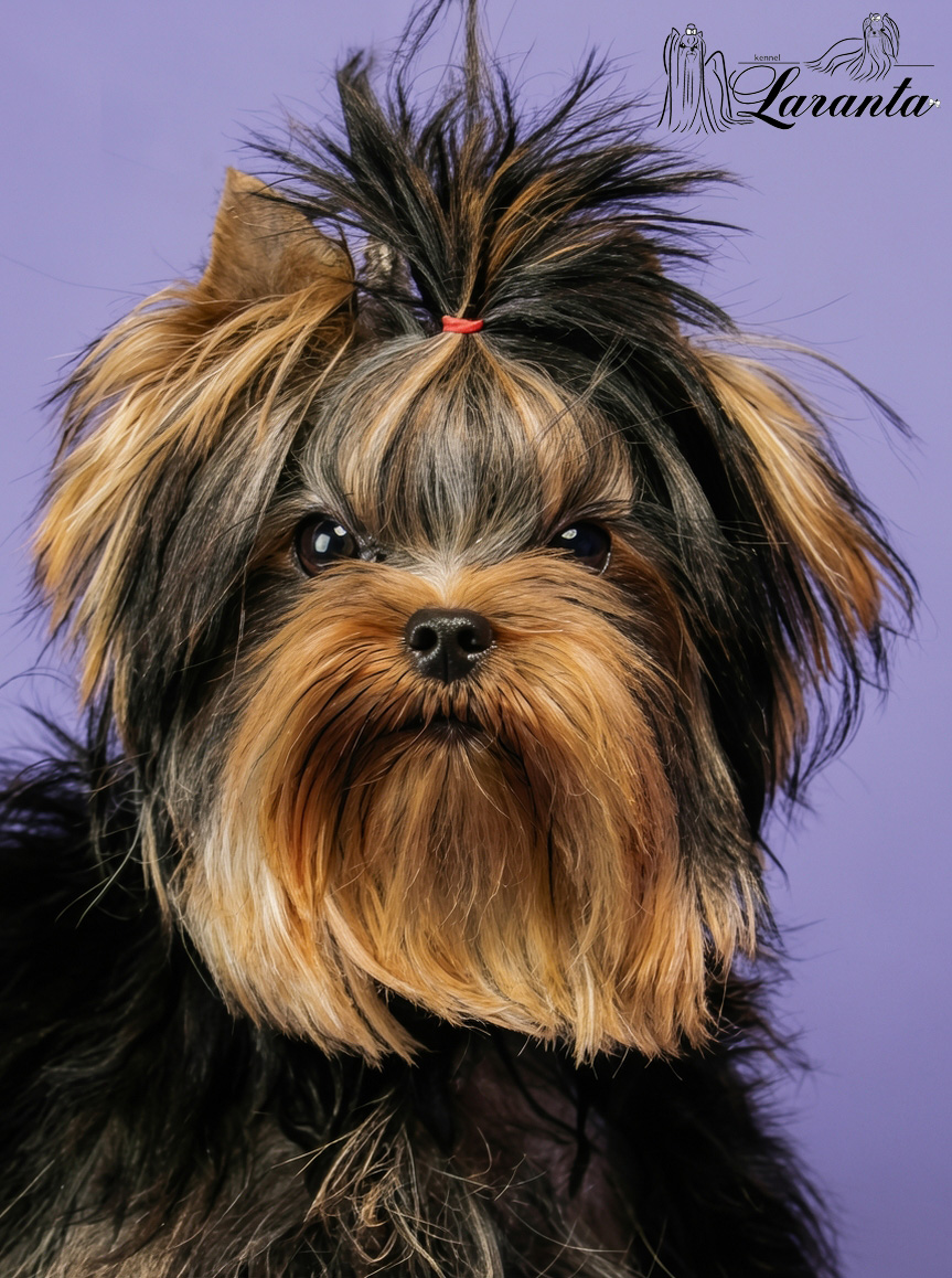 Laranta LARANTA OCTAVIAN &mdash; Labaza DogPedigree YorkshireTerrier