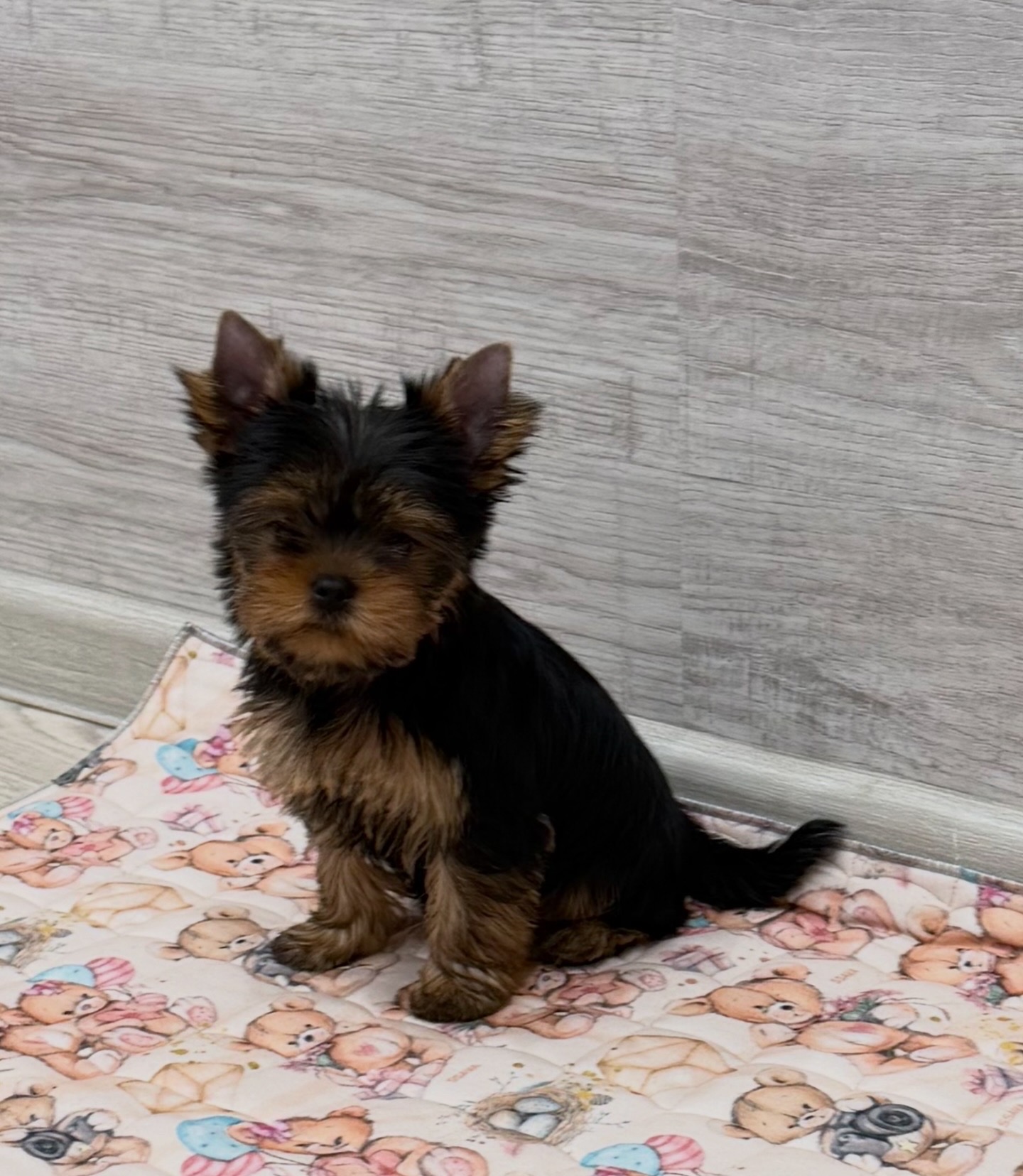 Primavera Incanta PRIMAVERA INCANTA AMEDEA &mdash; Labaza DogPedigree YorkshireTerrier