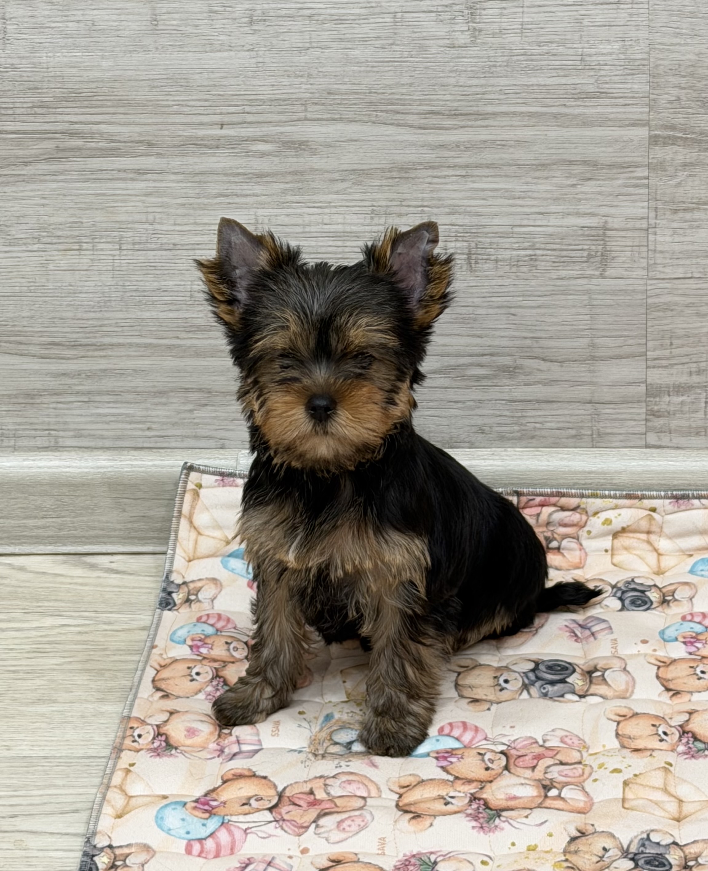 Primavera Incanta PRIMAVERA INCANTA ARABELLA &mdash; Labaza DogPedigree YorkshireTerrier